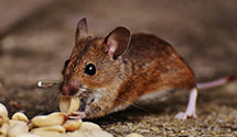 24 Hour & Emergency Exterminators in Berkeley Hts, NJ
